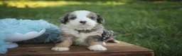 Mini Bernedoodle dogs for sale: Mingo Mini Bernedoodle  - Ad 7