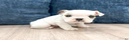 Beabull dogs for sale: Tootsie - Ad 3