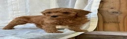 Mini Goldendoodle dogs for sale: Mini Goldendoodle 3 - Ad 9