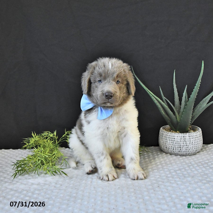 Newfoundland dogs Theo - Ad 1