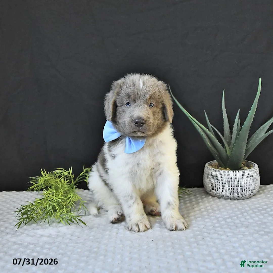 Newfoundland dogs for sale: Theo - Ad 1