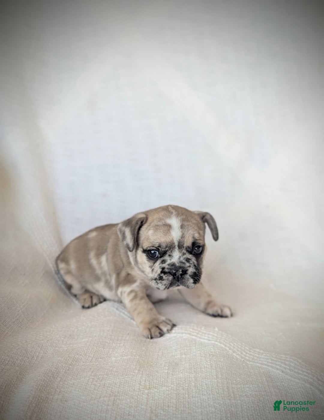 French Bulldog dogs for sale: Lottie - Ad 3