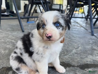 Australian Shepherd dogs - Ad 4
