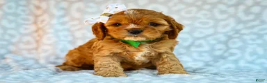 Ellis Cavapoo Pup