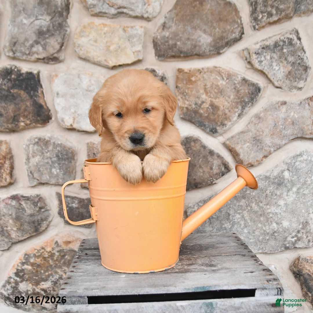 Golden Retriever dogs for sale: Mae  - Ad 2