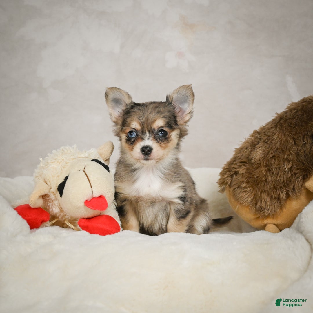 Chihuahua dogs for sale: Sunshine - Ad 2