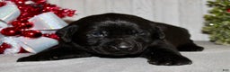 Labrador Retriever dogs for sale: Dasher - Ad 2