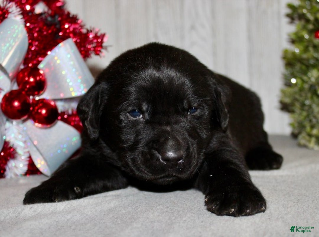 Labrador Retriever dogs for sale: Dasher - Ad 2