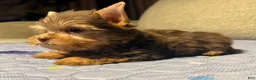 Yorkshire Terrier dogs for sale: Expresso - Ad 1