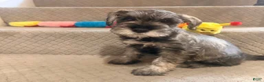 Miniature Schnauzer 3
