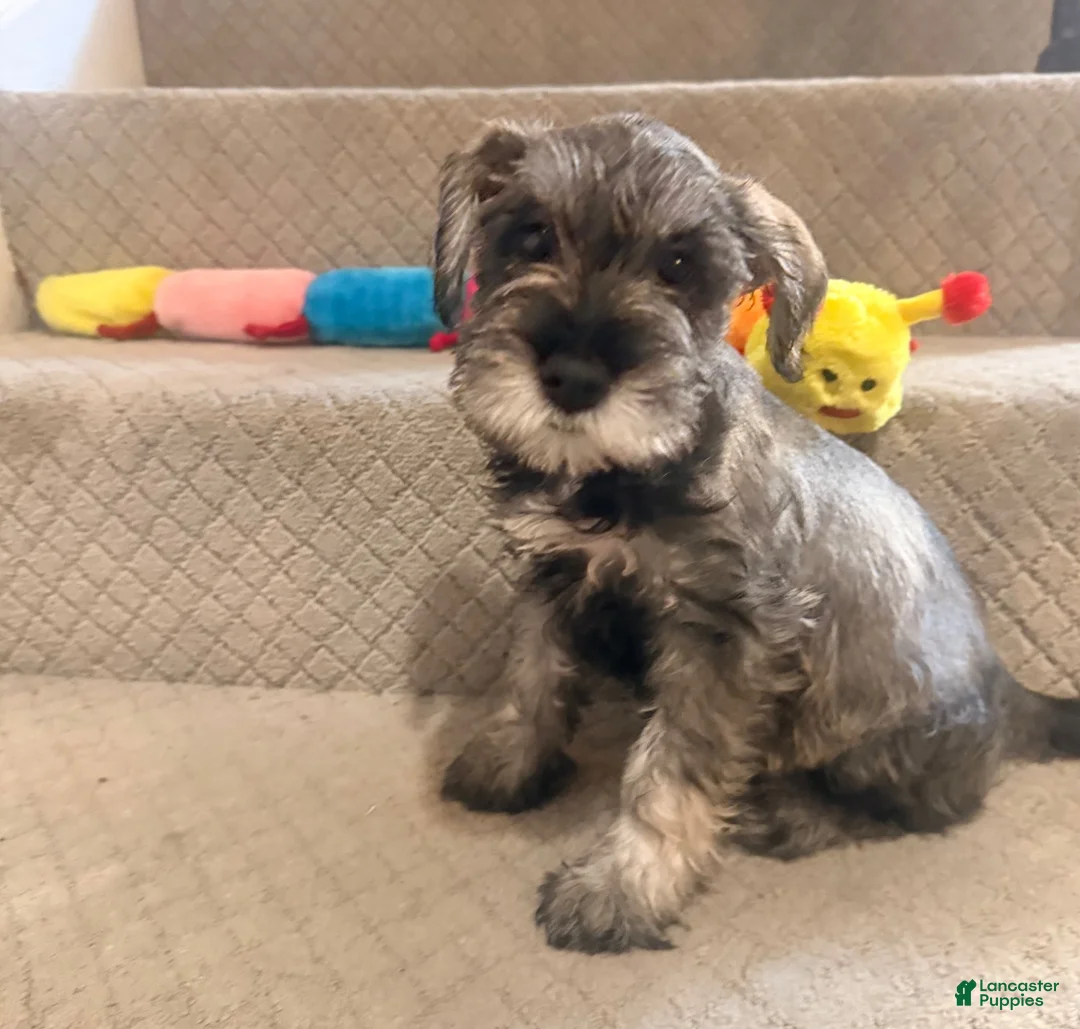 Miniature Schnauzer dogs for sale: Miniature Schnauzer 3 - Ad 1