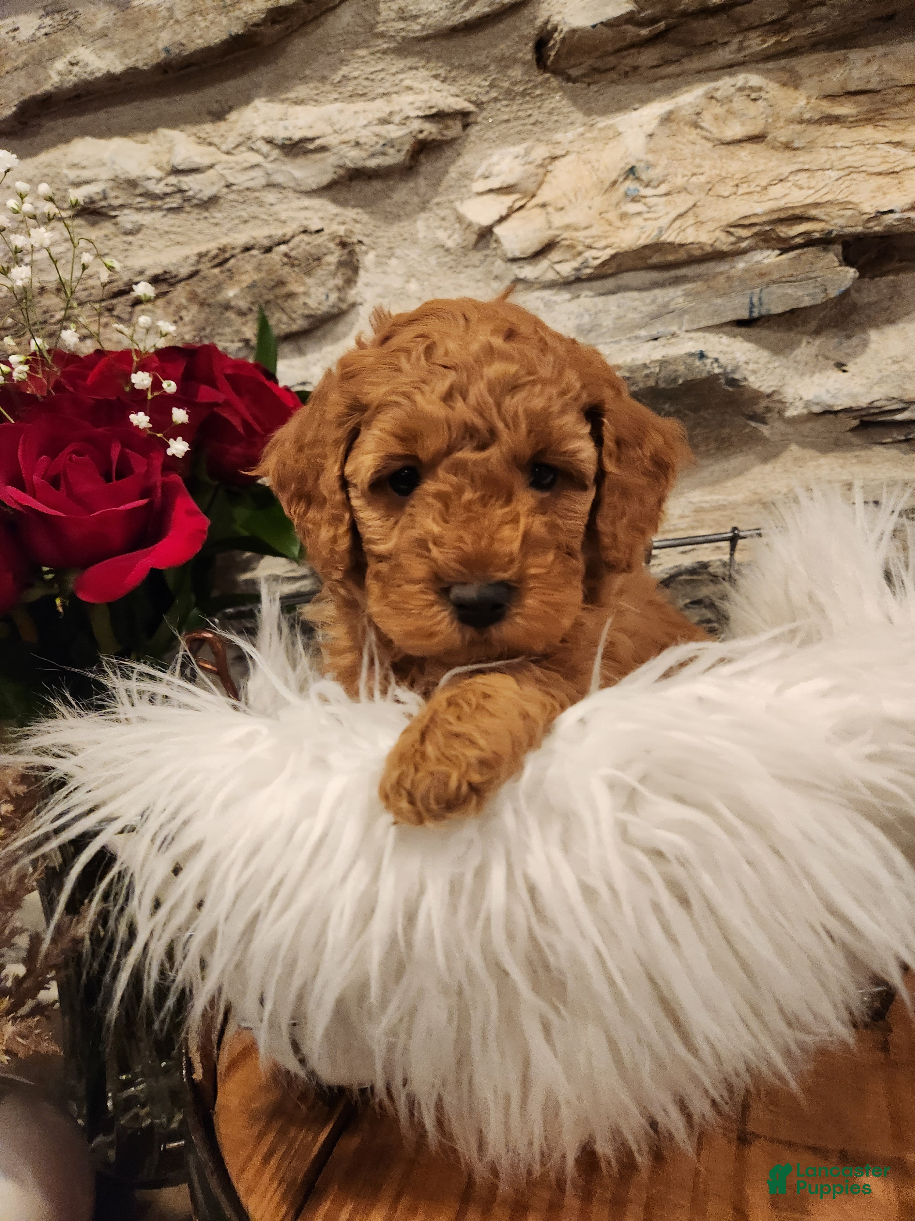 Mini Bernedoodle dogs CHLOE - MINI BERNEDOODLE LOVELY PUPPY (RICHLAND, PA) - F1BB - Ad 2