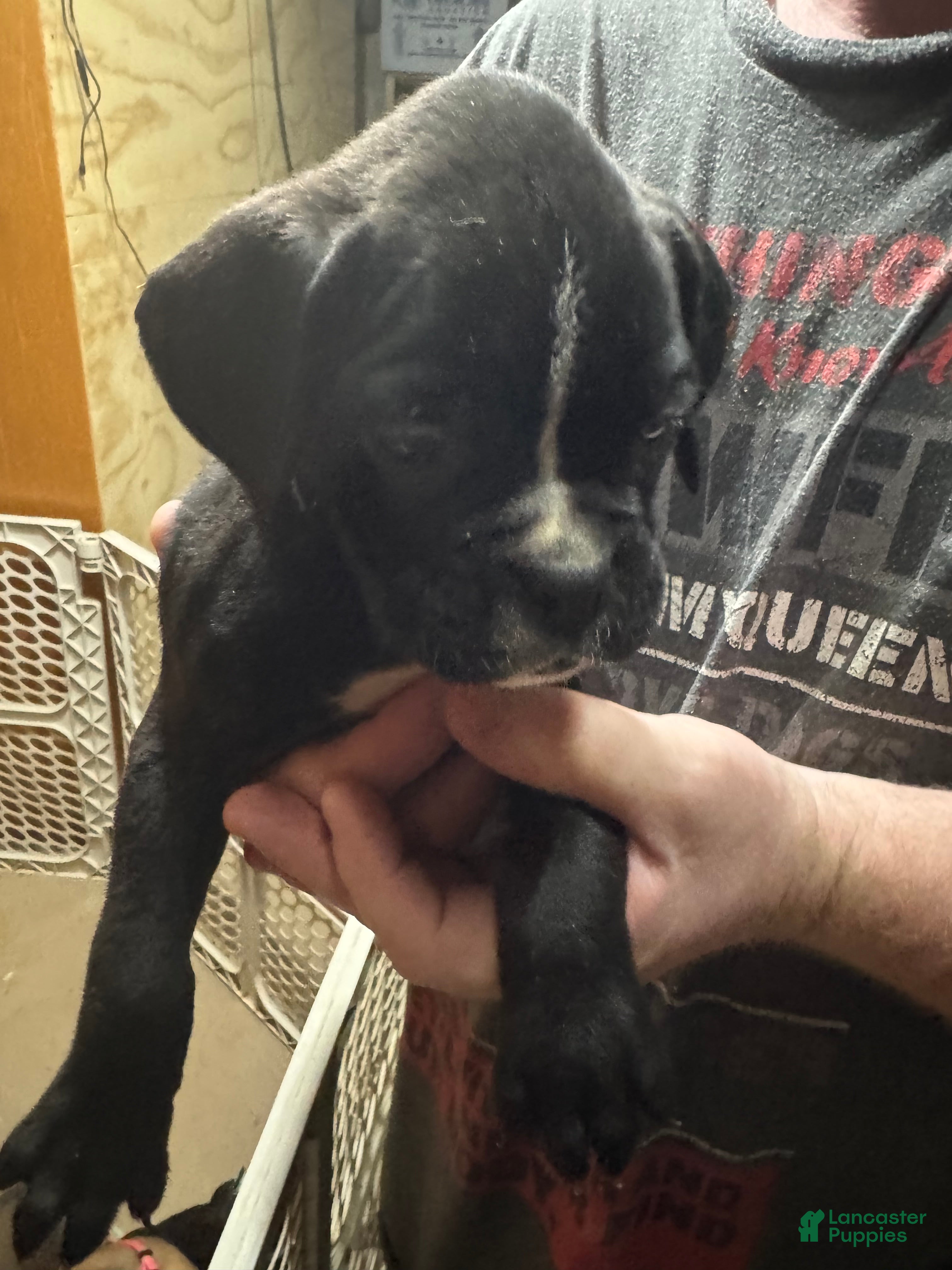 Boxer dogs Ozzy - Ad 13