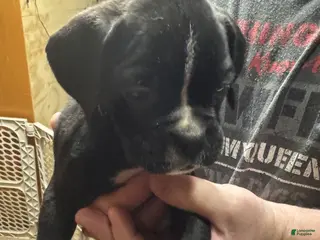 Boxer dogs Ozzy - Ad 13