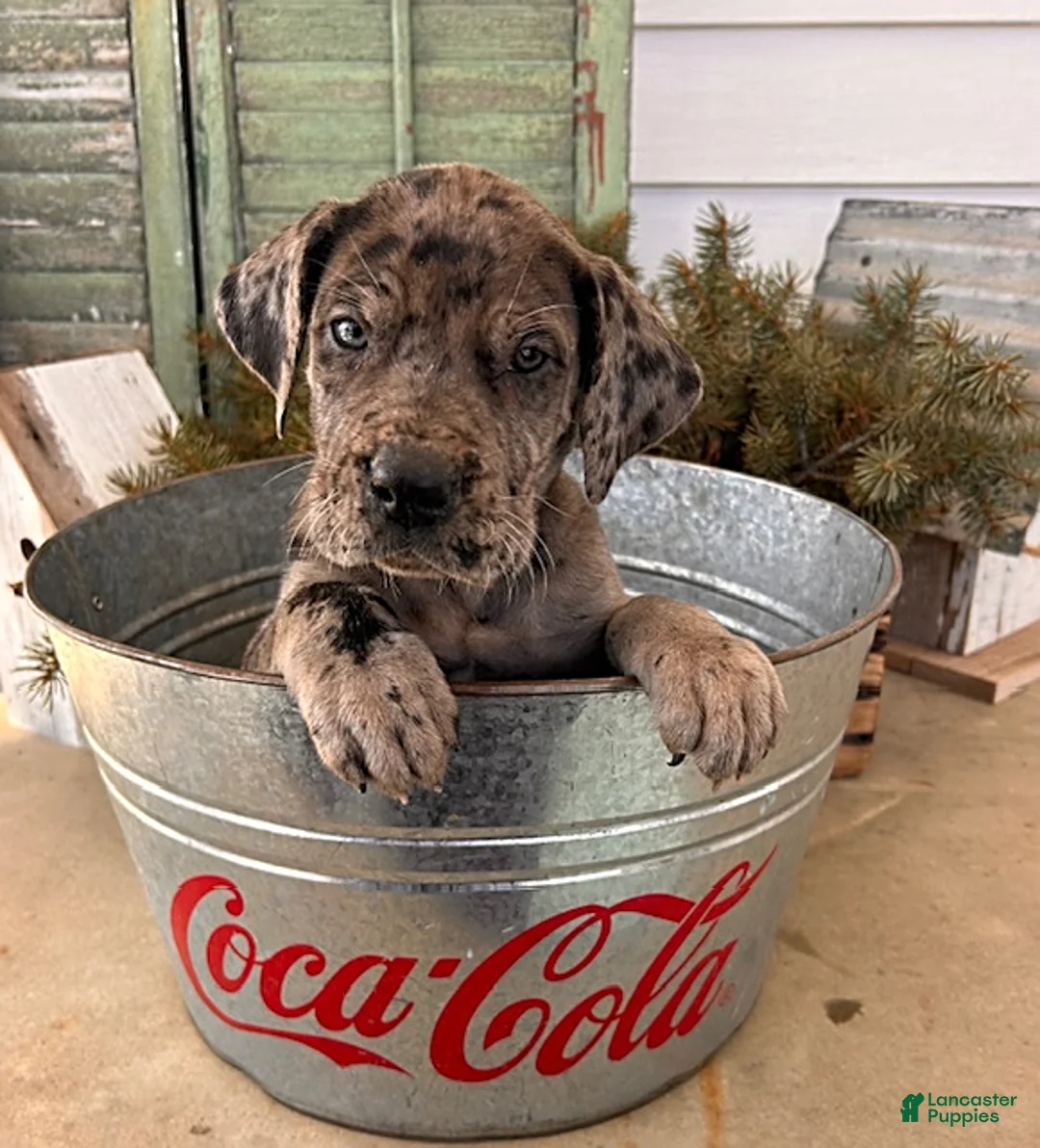Great Dane dogs for sale: Rocco - Ad 2