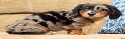 Miniature Dachshund dogs for sale: Hans - Ad 9