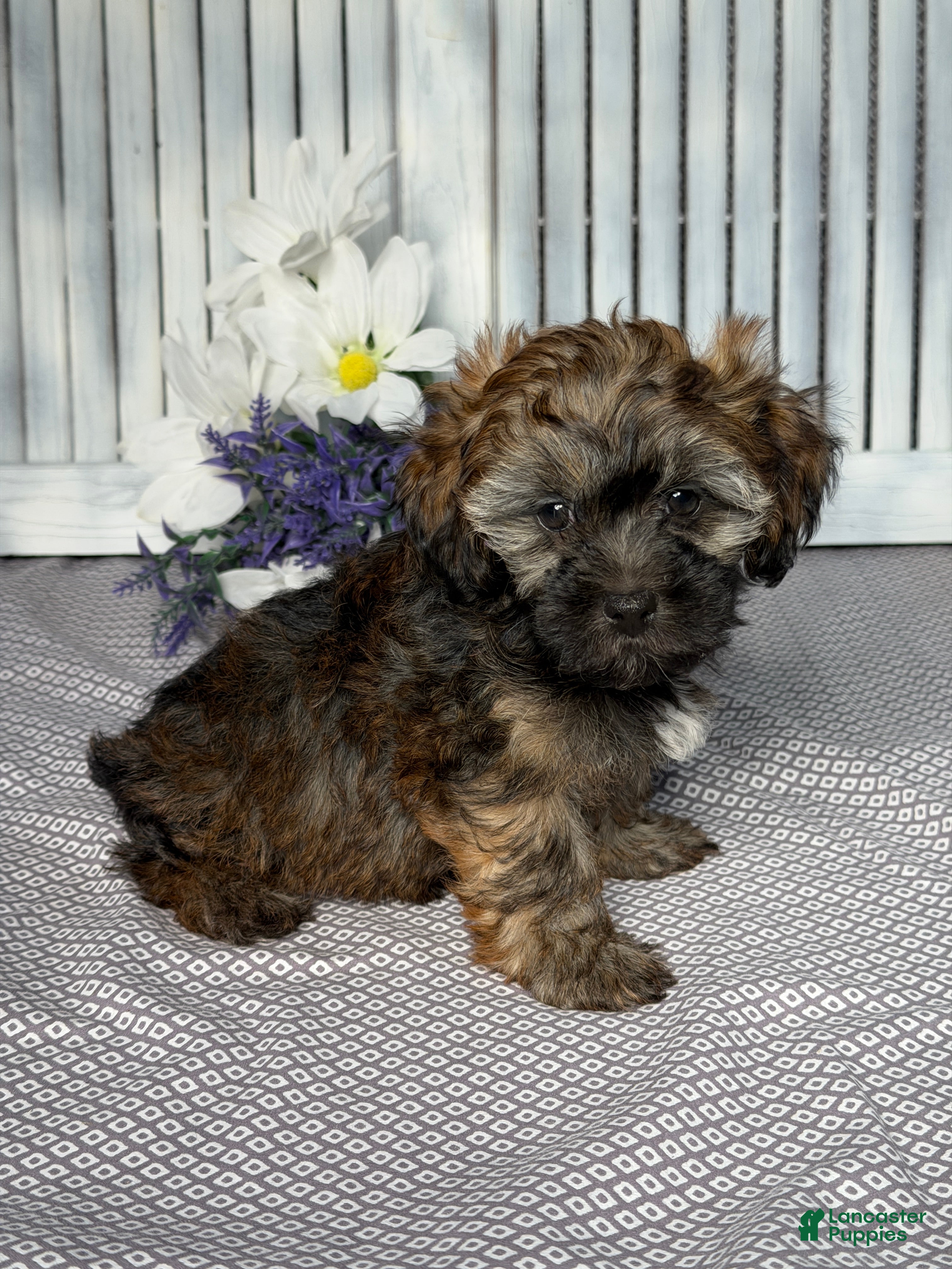 Havapoo dogs Sophie  - Ad 2