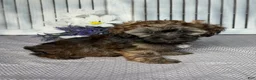 Havapoo dogs for sale: Sophie  - Ad 2
