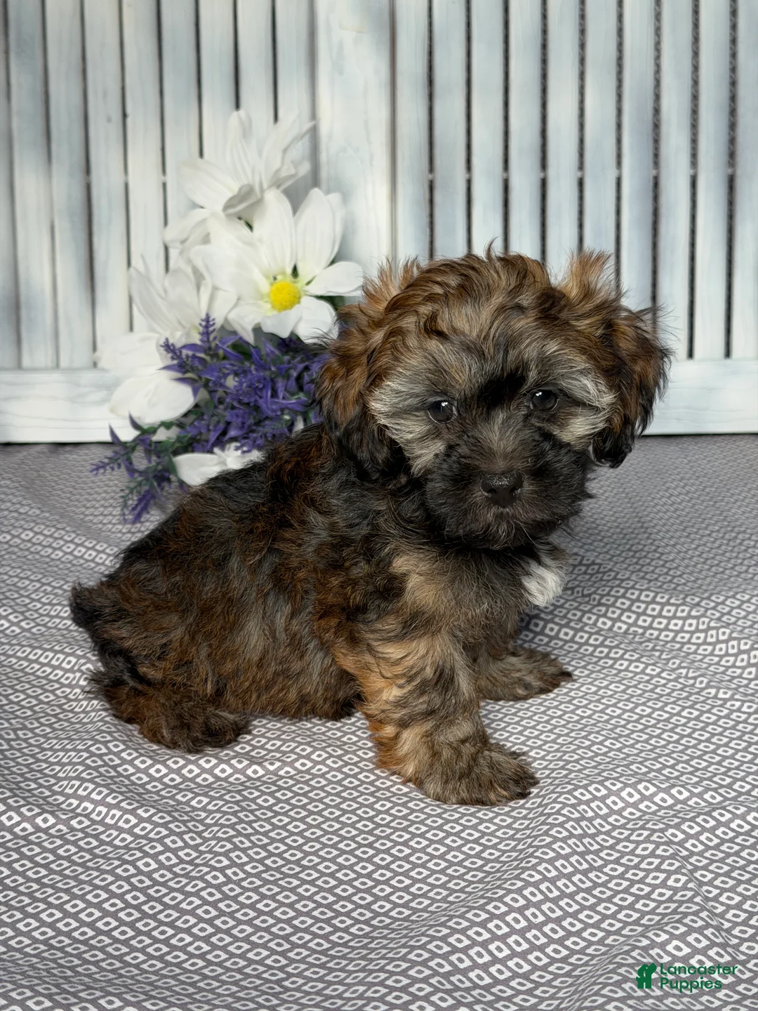 Havapoo dogs for sale: Sophie  - Ad 2