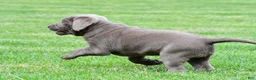 Labrador Retriever dogs for sale: Bella - Ad 10