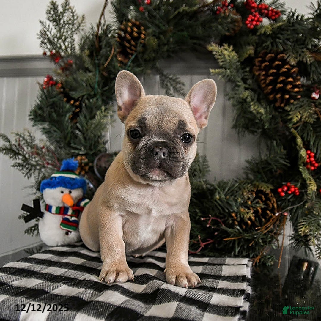 French Bulldog dogs for sale: Dolly - Ad 1