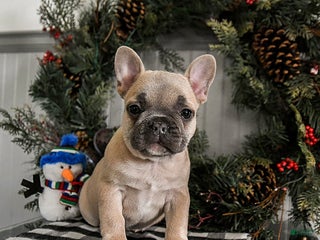 French Bulldog dogs Dolly - Ad 10
