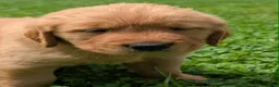 Golden Retriever dogs for sale: Sky - Ad 2
