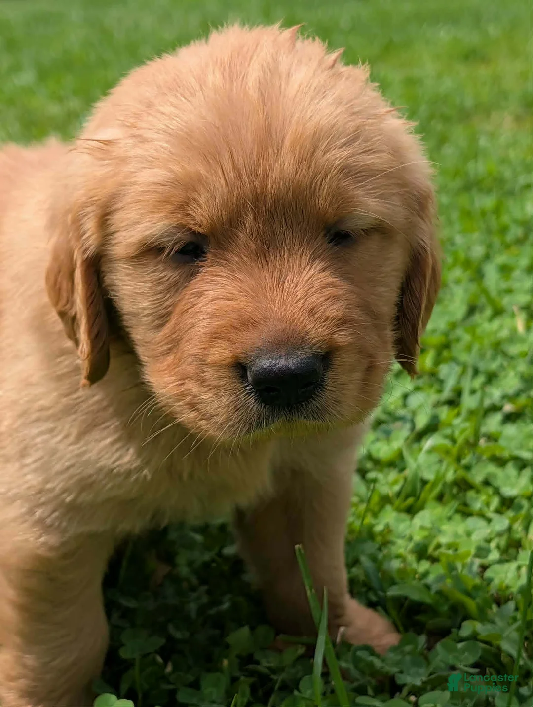 Golden Retriever dogs for sale: Sky - Ad 2