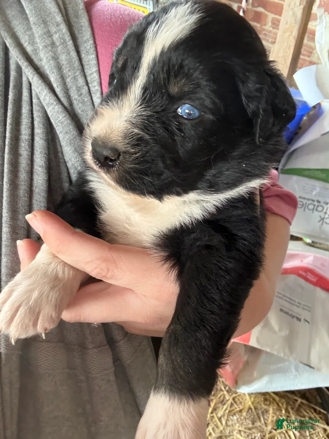Australian Shepherd dogs for sale: Australian Shepherd Puppy 6 - Ad 1