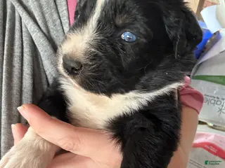 Australian Shepherd dogs for sale: Australian Shepherd Puppy 6 - Ad 2