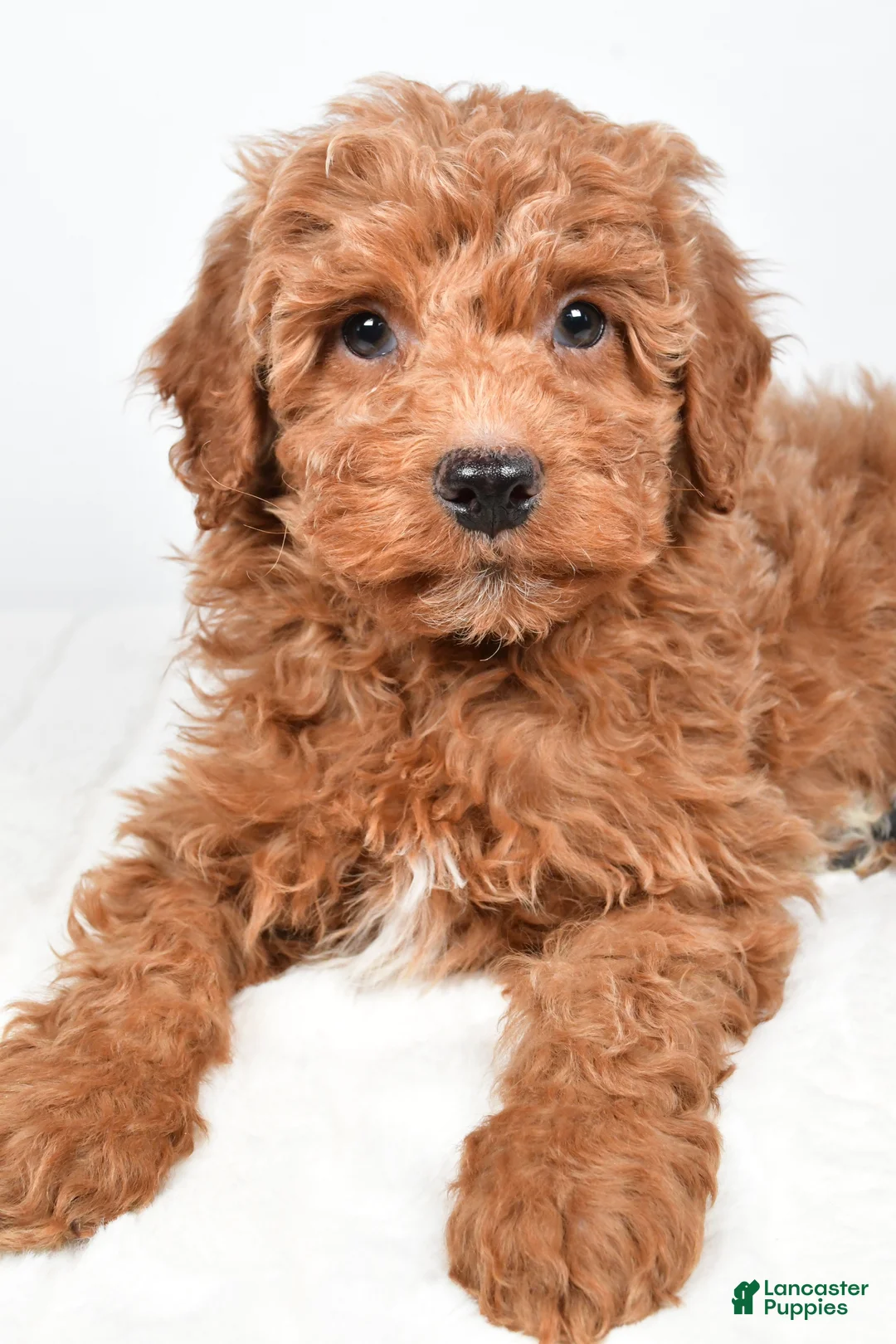 Mini Goldendoodle dogs for sale: Nemo - Ad 5