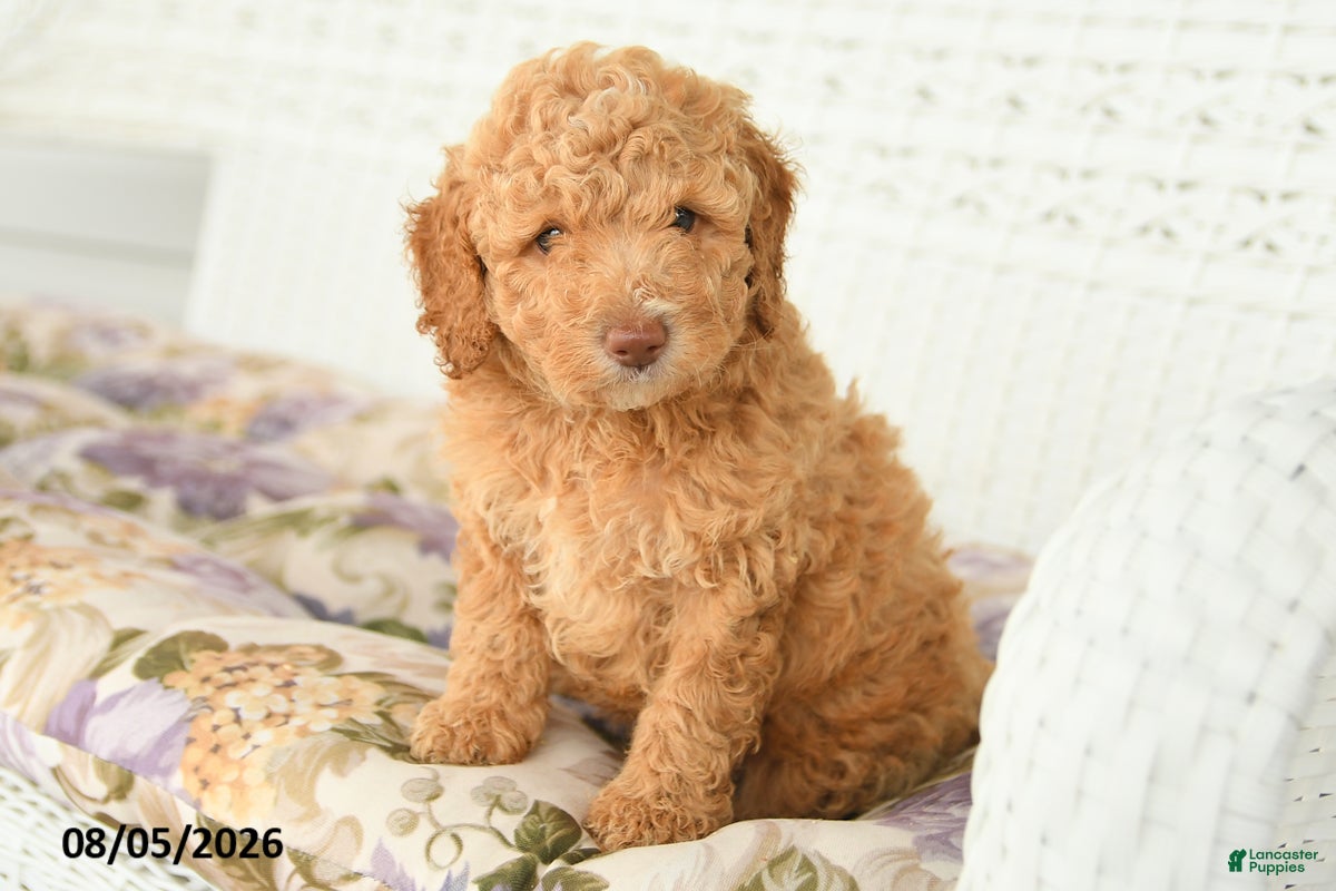 Miniature Poodle dogs Alex - Ad 1