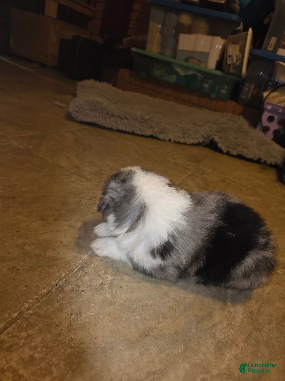 Miniature Australian Shepherd dogs for sale: Miniature Australian Shepherd Puppy 1 - Ad 3