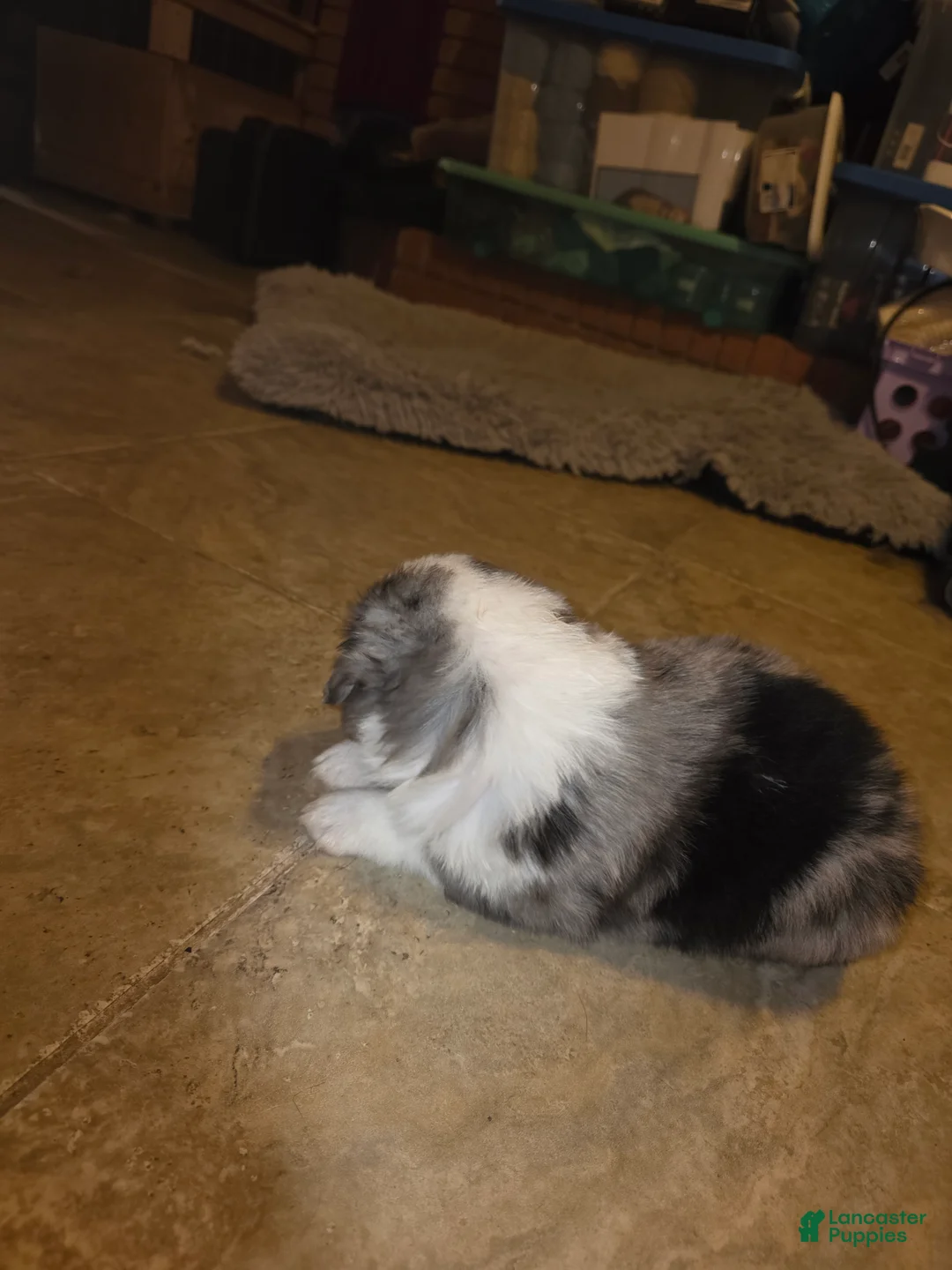 Miniature Australian Shepherd dogs for sale: Miniature Australian Shepherd Puppy 1 - Ad 3