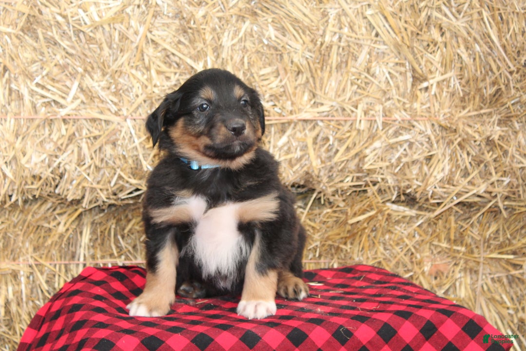 English Shepherd dogs for sale: Tommy - Ad 2