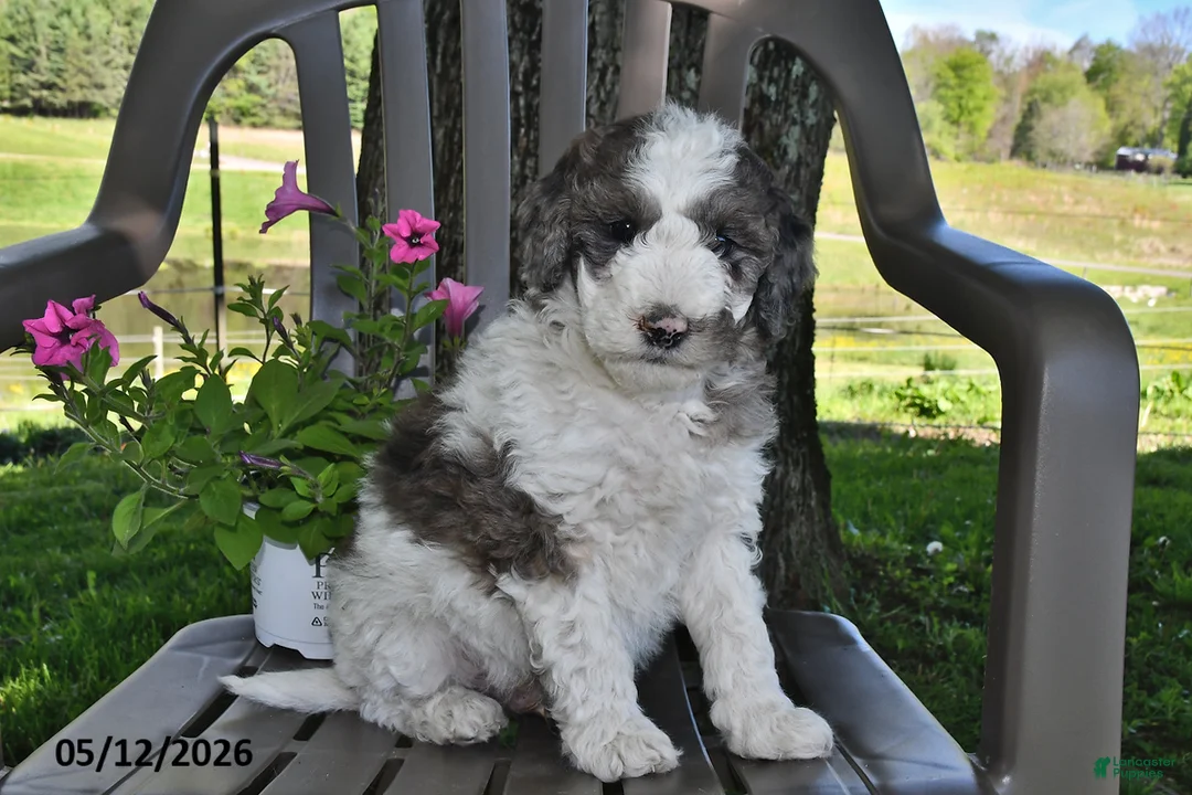 Goldendoodle dogs for sale: Teddy - Ad 1