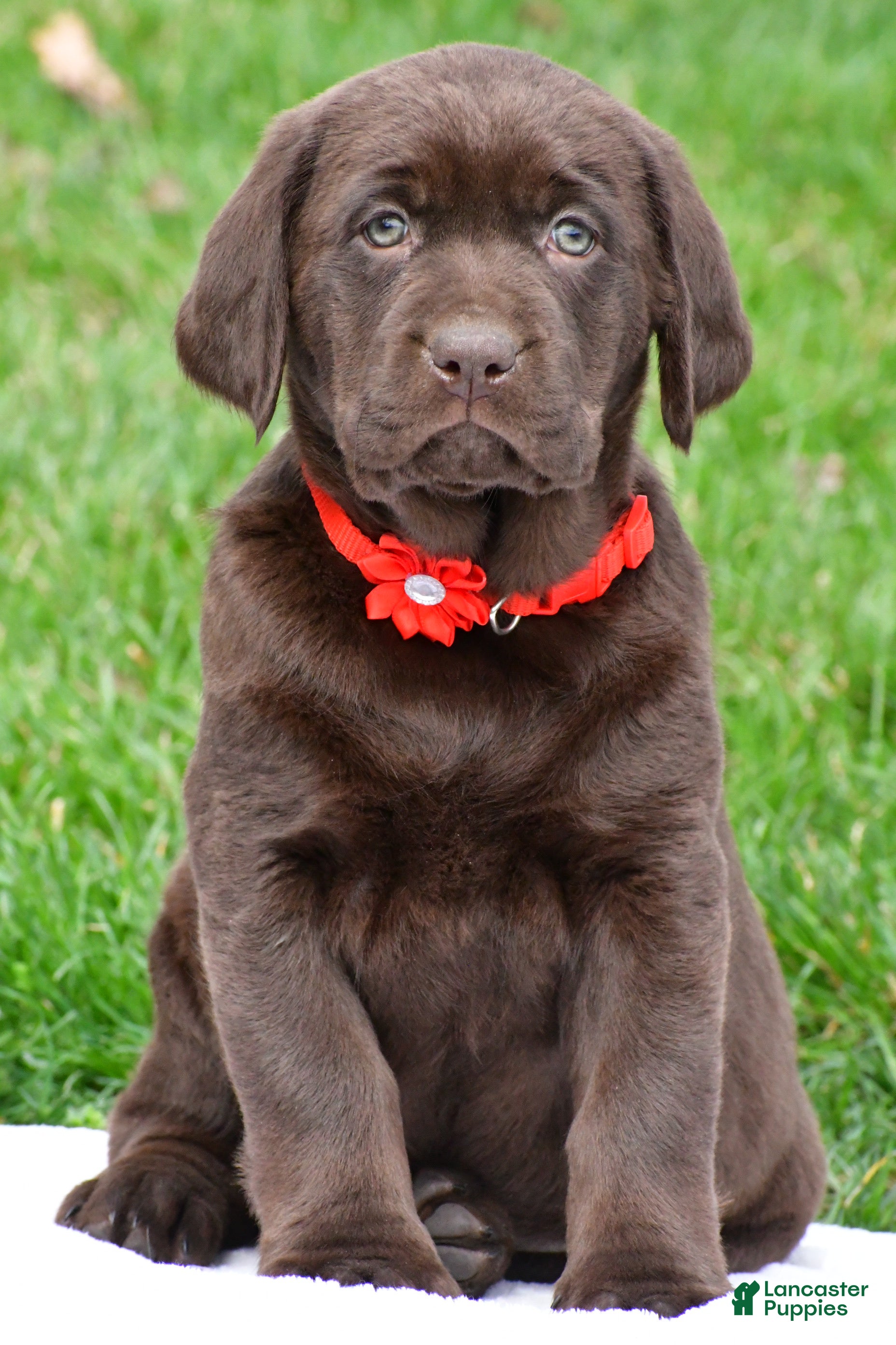 Labrador Retriever dogs Beauty - Ad 2