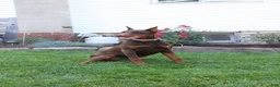 Doberman Pinscher dogs for sale: Tina - Ad 7