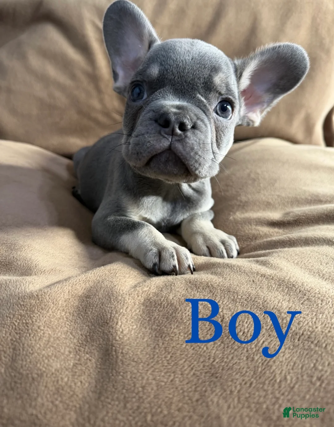 French Bulldog dogs for sale: French Bulldog Puppy 1 - Ad 1