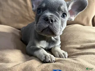 French Bulldog dogs French Bulldog Puppy 1 - Ad 34