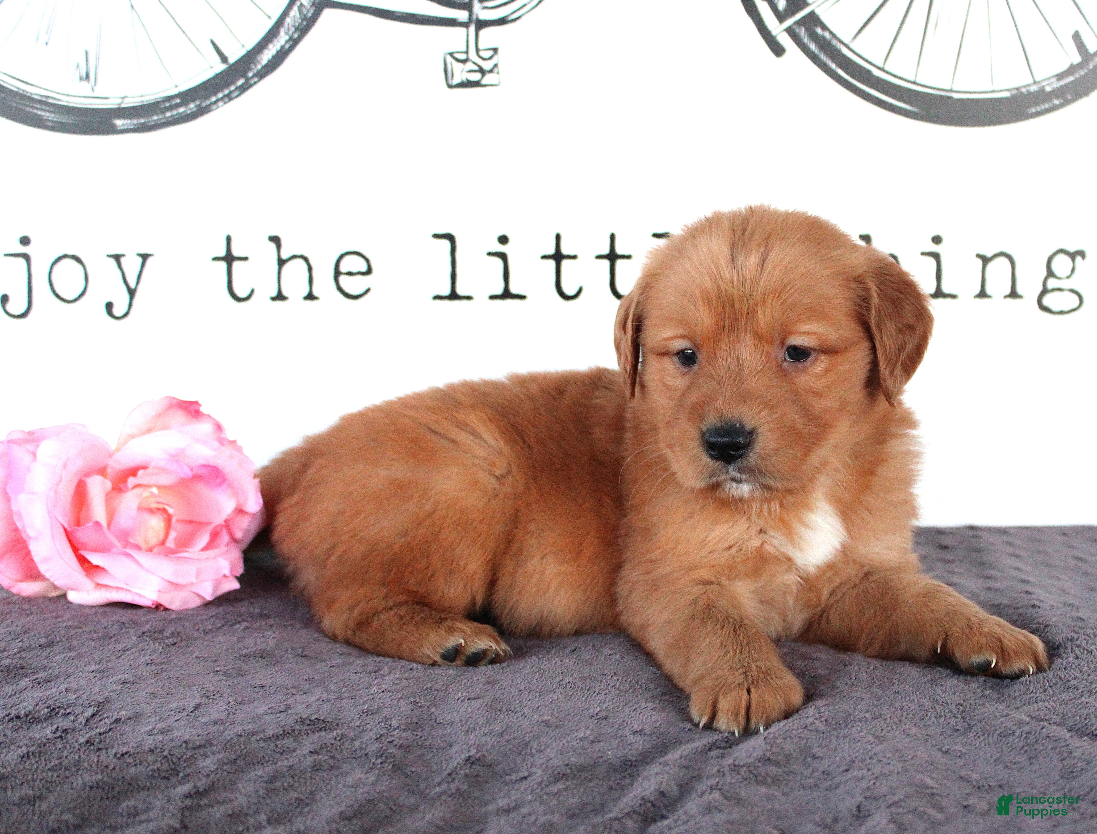 Golden Retriever dogs April - Ad 2