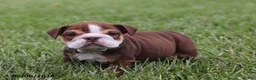 English Bulldog dogs for sale: Vince - Ad 1
