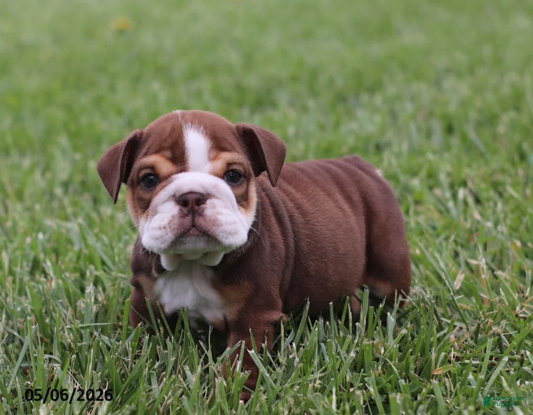 English Bulldog dogs for sale: Vince - Ad 1