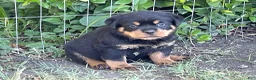 Rottweiler dogs for sale: Rottweiler Puppy 6 - Ad 3