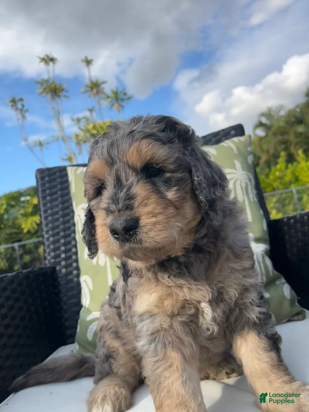 Goldendoodle dogs for sale: Bobbi  - Ad 3