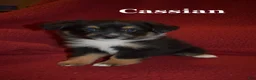 Miniature Australian Shepherd dogs for sale: Male #2 - Cassian - Ad 8
