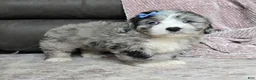 Mini Bernedoodle dogs for sale: Mini Walt - Ad 14