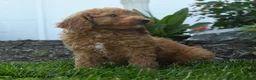 Mini Goldendoodle dogs for sale: Napoleon - Ad 4