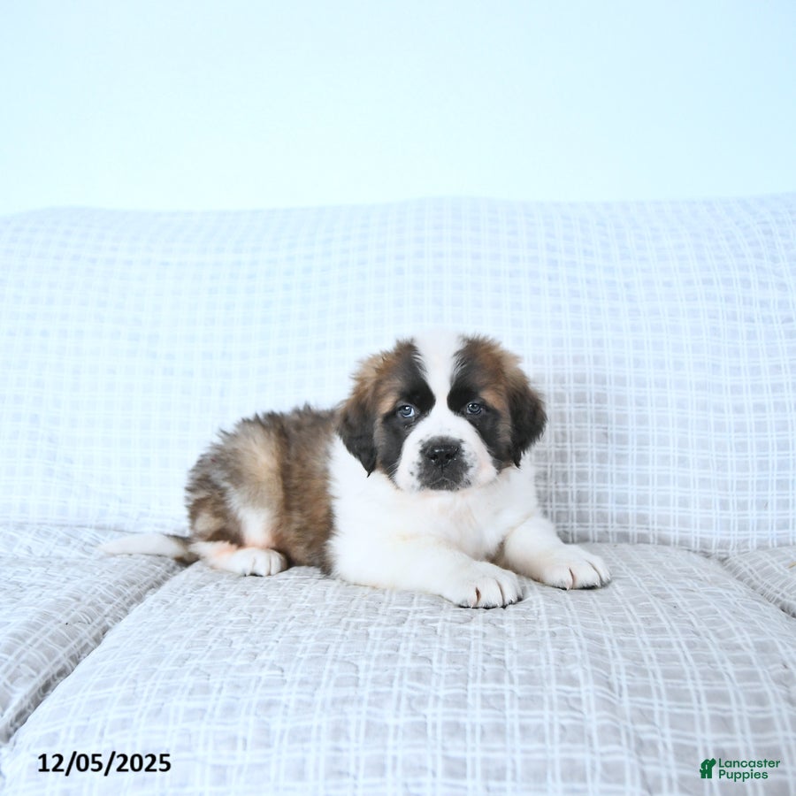Saint Bernard dogs Jingle  - Ad 10
