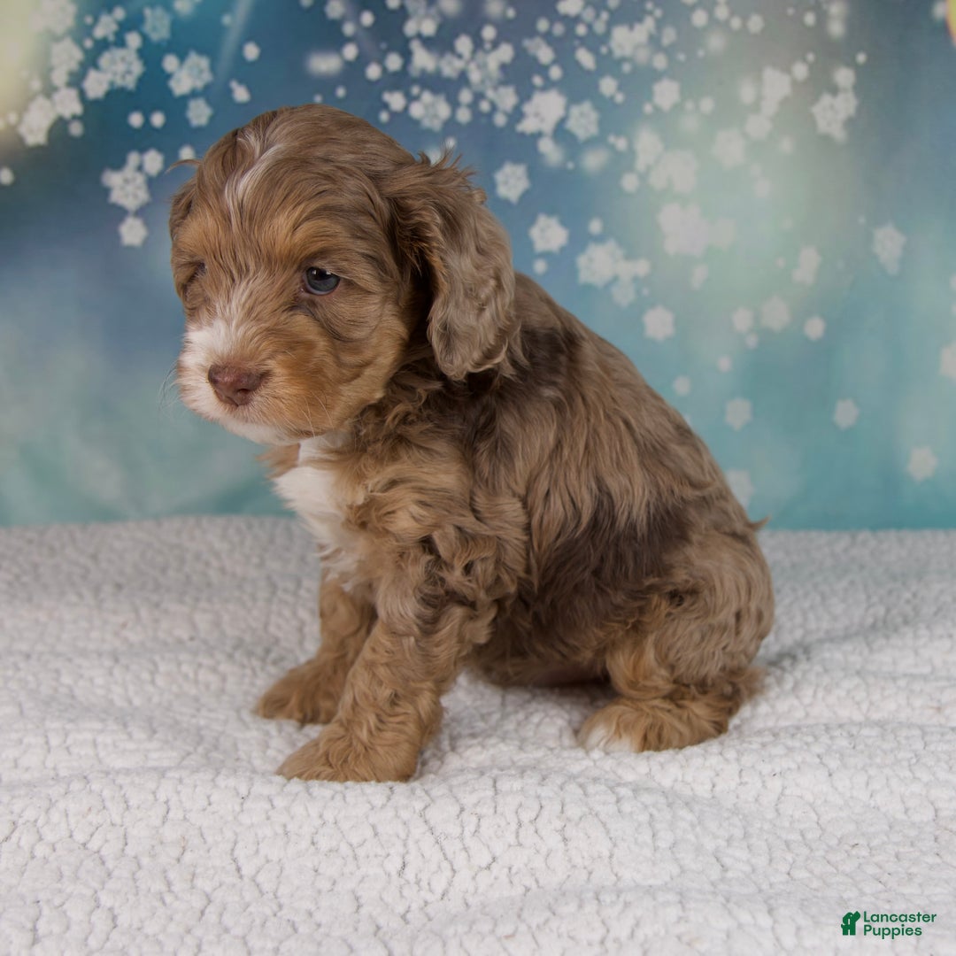 Cockapoo dogs for sale: Cash - Ad 8